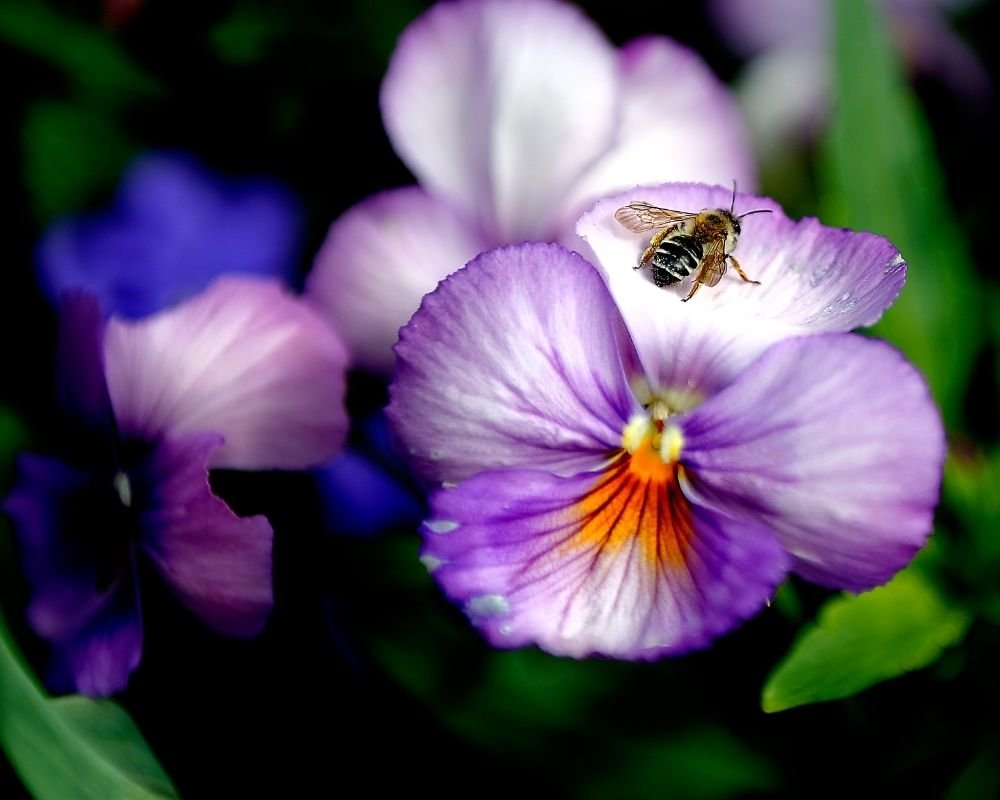 private tour giverny